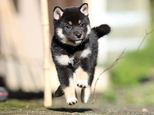 fp5a8499-puppy fp5a8499-puppy