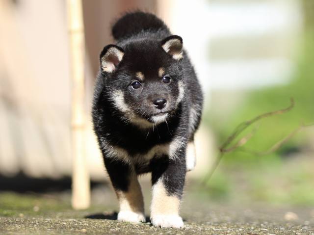 fp5a8500-puppy fp5a8500-puppy