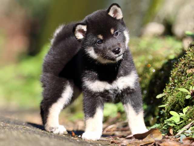 fp5a8519-puppy fp5a8519-puppy