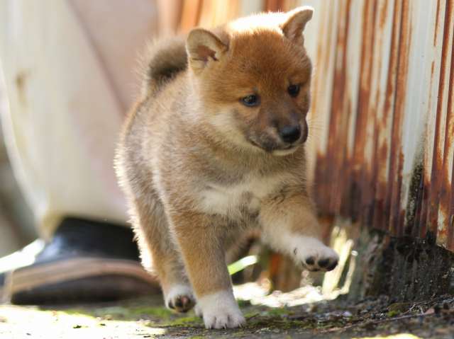 fp5a8642-puppy fp5a8642-puppy