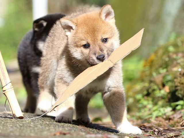 fp5a8721-puppy fp5a8721-puppy
