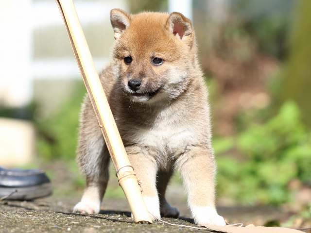 fp5a8736-puppy fp5a8736-puppy