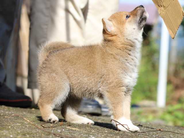 fp5a8787-puppy fp5a8787-puppy