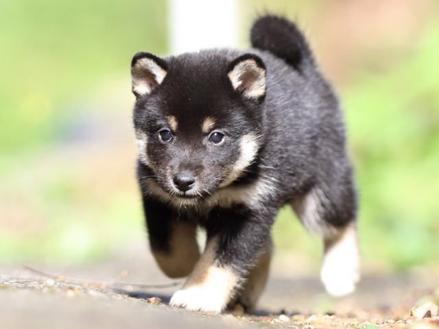 fp5a8808-puppy fp5a8808-puppy