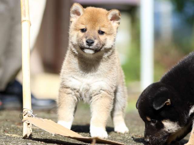 fp5a8848-puppy fp5a8848-puppy