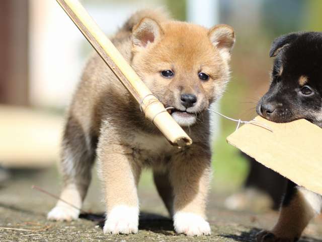 fp5a8859-puppy fp5a8859-puppy