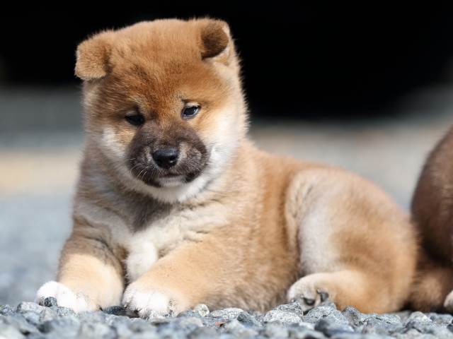 fp5a9243-puppy fp5a9243-puppy