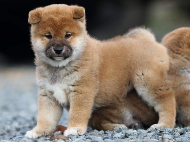 fp5a9347-puppy fp5a9347-puppy