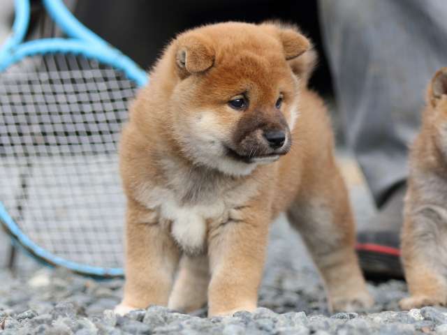 fp5a9359-puppy fp5a9359-puppy
