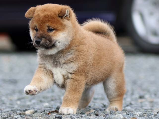 fp5a9391-puppy fp5a9391-puppy