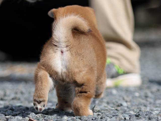 fp5a9427-puppy fp5a9427-puppy