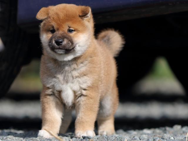 fp5a9441-puppy fp5a9441-puppy