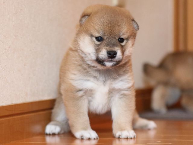 fp5a9726-puppy fp5a9726-puppy