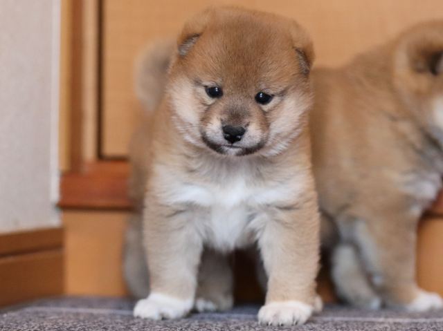 fp5a9761-puppy fp5a9761-puppy