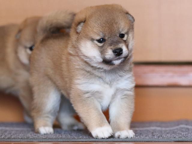 fp5a9775-puppy fp5a9775-puppy