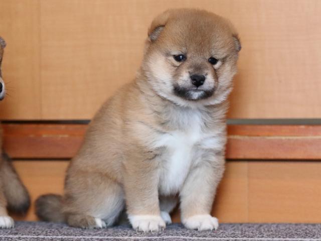 fp5a9789-puppy fp5a9789-puppy