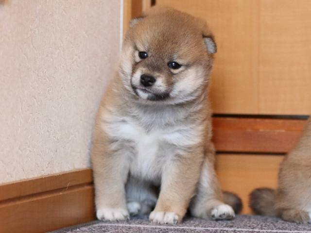 fp5a9795-puppy fp5a9795-puppy