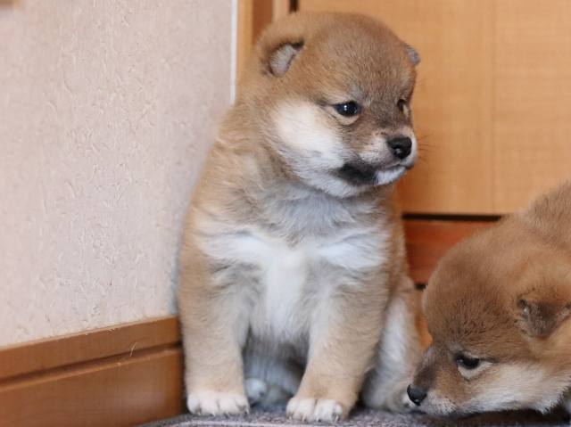 fp5a9799-puppy fp5a9799-puppy