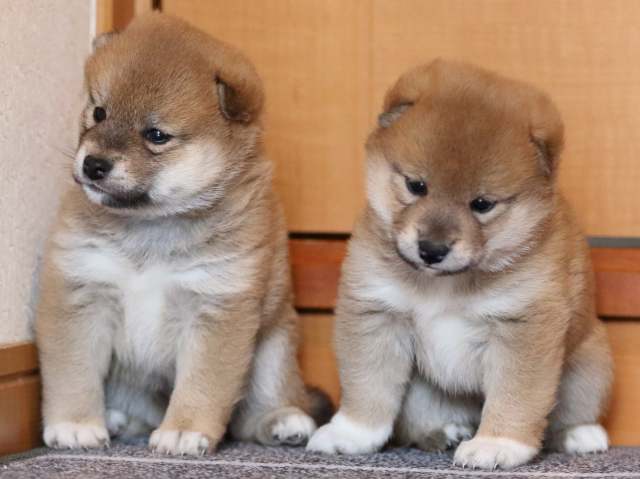 fp5a9800-puppy fp5a9800-puppy