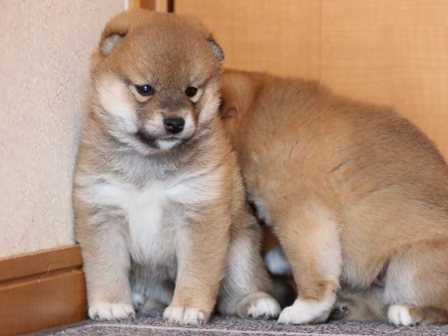 fp5a9805-puppy fp5a9805-puppy