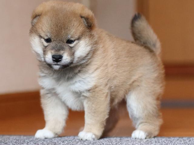 fp5a9863-puppy fp5a9863-puppy