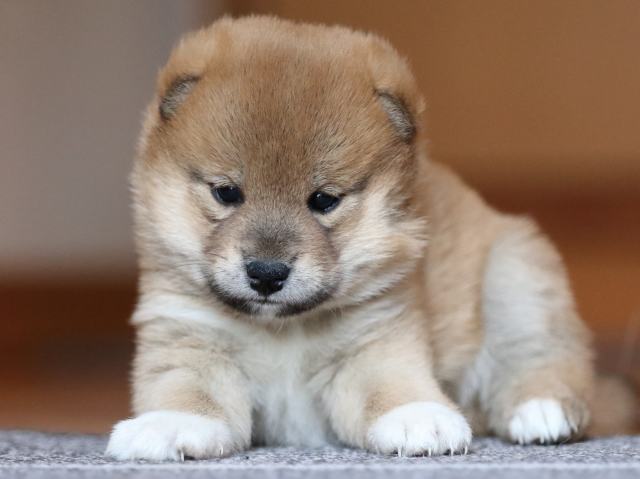 fp5a9899-puppy fp5a9899-puppy