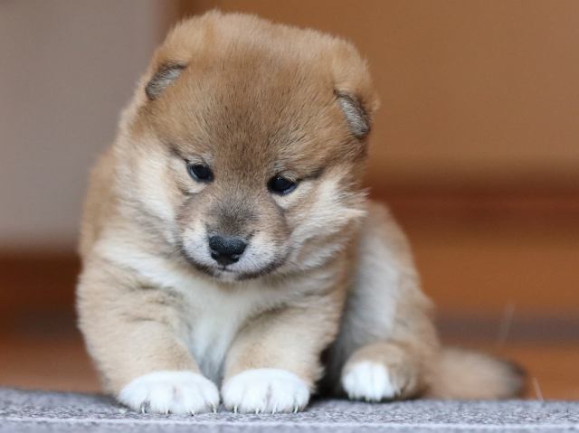 fp5a9913-puppy fp5a9913-puppy