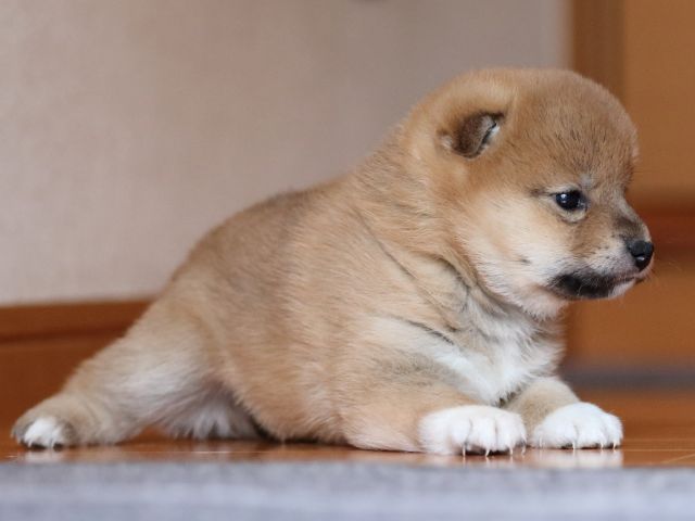 fp5a9922-puppy fp5a9922-puppy