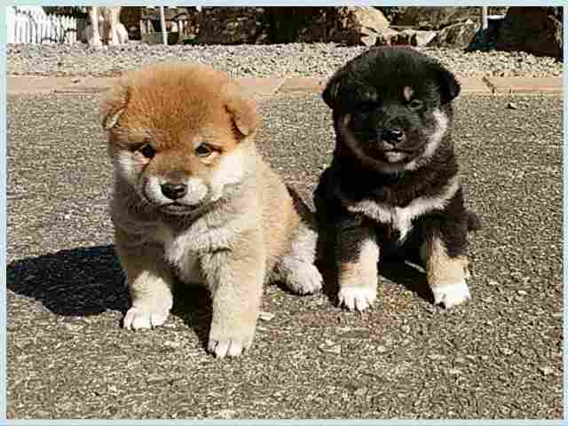img_2613-1-puppy img_2613-1-puppy