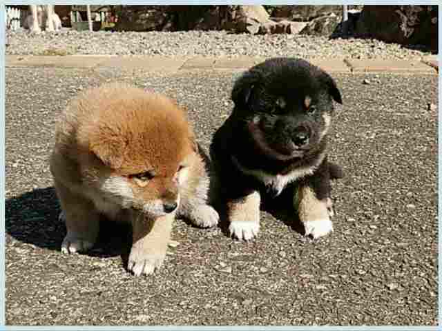 img_2615-1-puppy img_2615-1-puppy