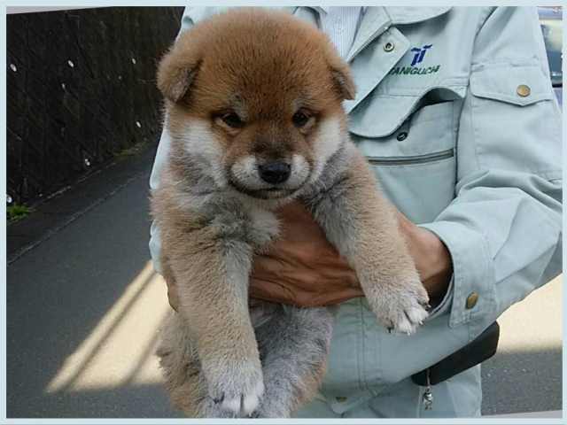 img_2619-1-puppy img_2619-1-puppy