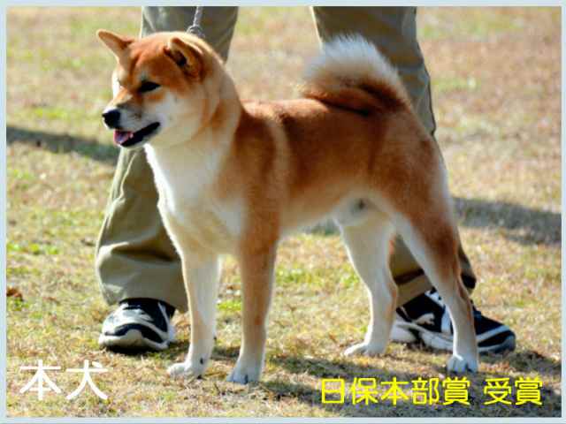 3066-puppy 3066-puppy