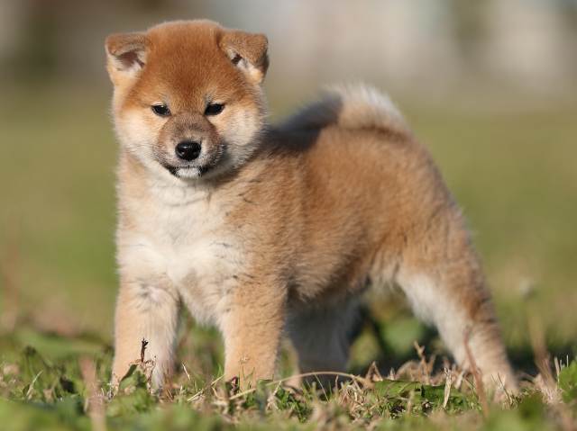 ai5i0000-puppy ai5i0000-puppy