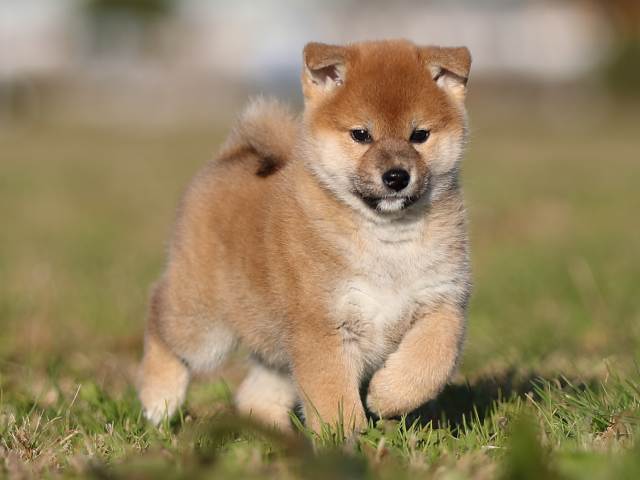 ai5i0023-puppy ai5i0023-puppy