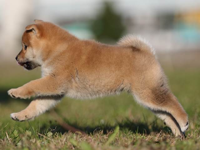 ai5i0030-puppy ai5i0030-puppy