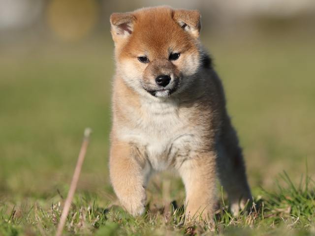 ai5i0039-puppy ai5i0039-puppy