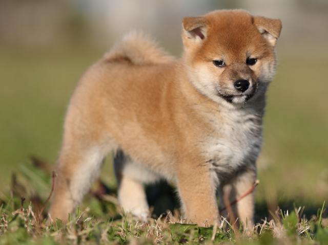 ai5i0046-puppy ai5i0046-puppy