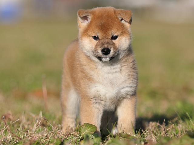 ai5i0068-puppy ai5i0068-puppy