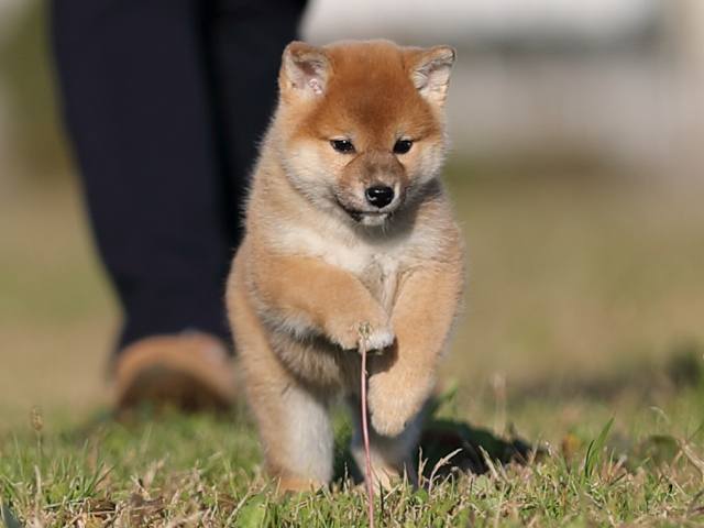 ai5i0096-puppy ai5i0096-puppy