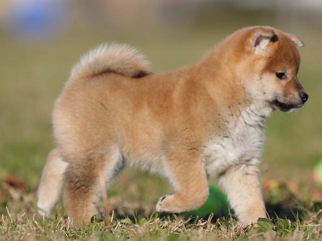 ai5i0184-puppy ai5i0184-puppy