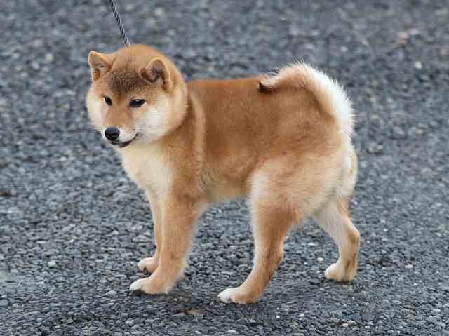 AI5I0328-puppy AI5I0328-puppy