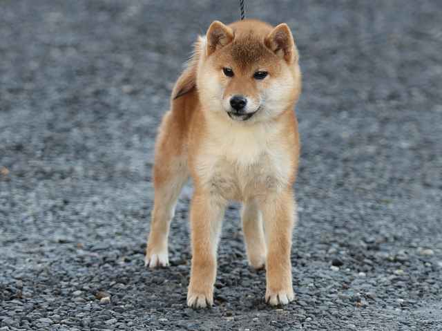 AI5I0337-puppy AI5I0337-puppy