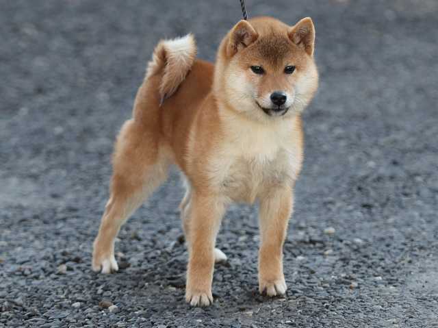 AI5I0344-puppy AI5I0344-puppy