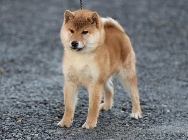 AI5I0352-puppy AI5I0352-puppy
