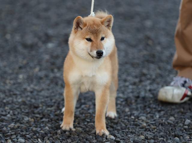 AI5I0372-puppy AI5I0372-puppy