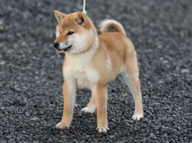 AI5I0374-puppy AI5I0374-puppy
