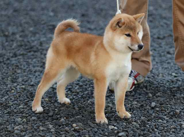 AI5I0381-puppy AI5I0381-puppy