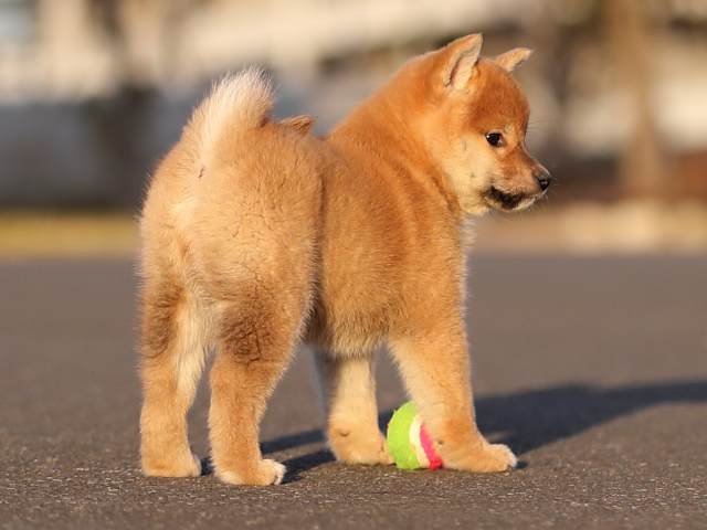 AI5I1665-puppy AI5I1665-puppy