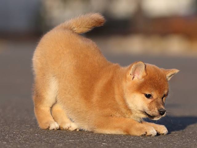 AI5I1698-puppy AI5I1698-puppy