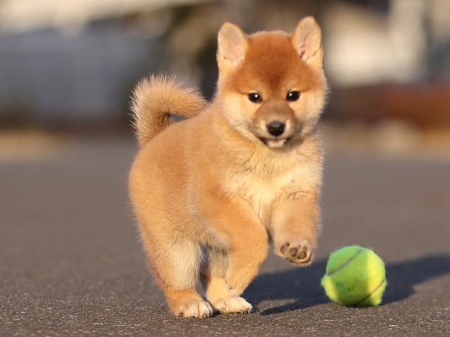 AI5I1773-puppy AI5I1773-puppy
